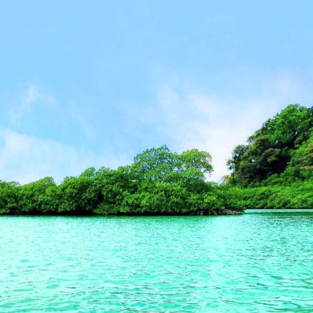 TOUR PLAYA BLANCA & VENAS AZULES – CARIBE EN COLÓN