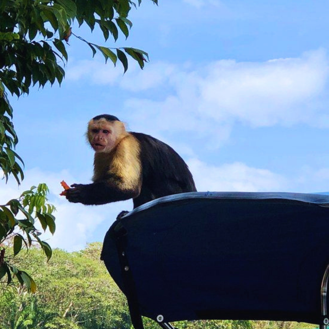 TOUR ISLA DE LOS MONOS Y CANAL DE PANAMÁ EN LANCHA