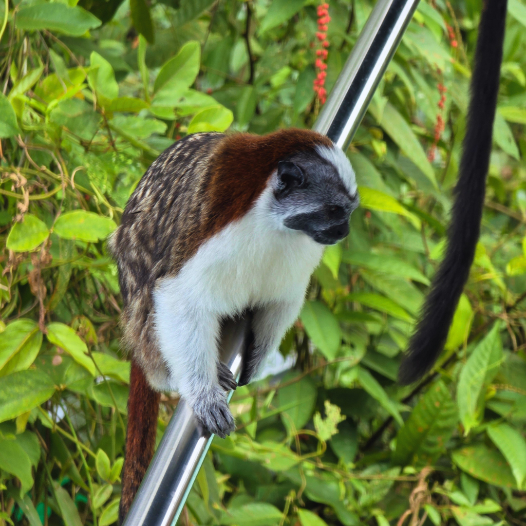 TOUR ISLA DE LOS MONOS Y CANAL DE PANAMÁ EN LANCHA